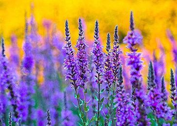 《审判之逝：湮灭的记忆》游戏情报 超丰富下载内容介绍