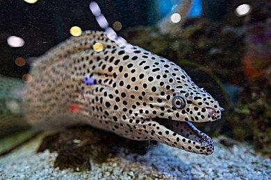 法拉利812 Superfast登场 《GT赛车7》将更新四款车型